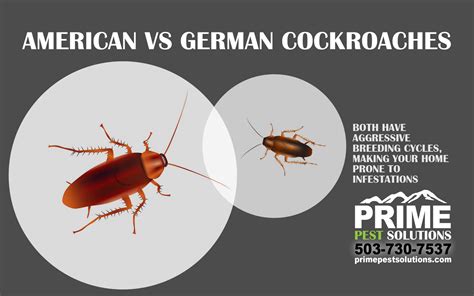 American Cockroaches vs. German Cockroaches- Prime Pest Solutions