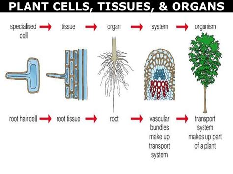 07 plant cells, tissues and organs