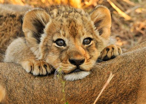 Pin på African Safaris