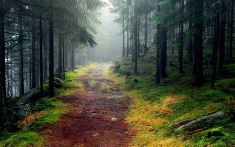 Rusty path through foggy forest wallpaper | nature and landscape ...