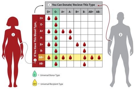 Blood Donation: What, How and Why | Department of Surgery | Washington ...