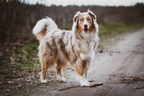 7 Best Brushes For Australian Shepherds | Anything German Shepherd