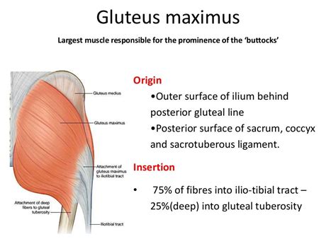 Gluteal region