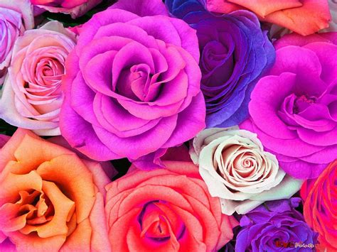 Colorful Flower Wallpapers - Wallpaper Cave