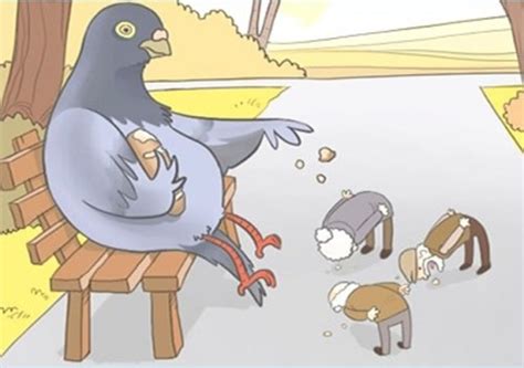 Funny Pigeon Pictures