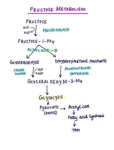 Hereditary Fructose Intolerance | Medical Junction