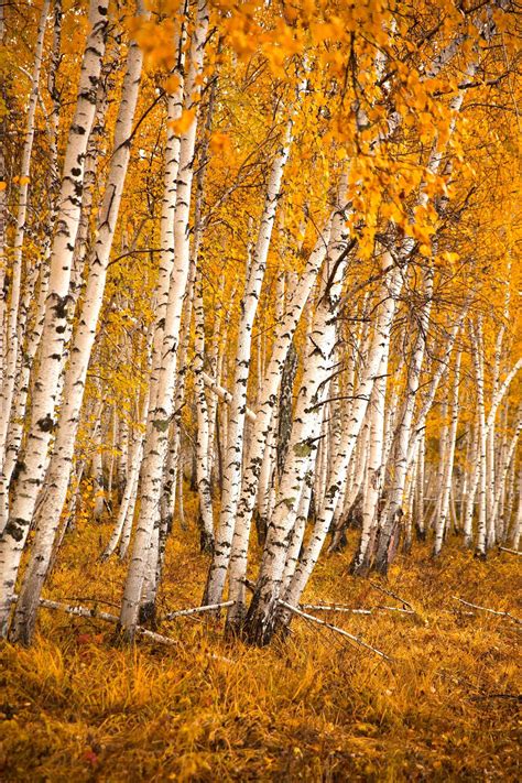 Autumn birch forest by Aliaksei Skreidzeleu / 500px | Birch tree art ...