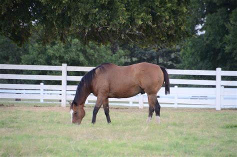 Bob tail 2 by David Daugherty | Horse pictures, Horses, Picture