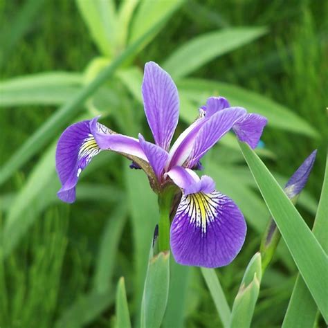 Blue Flag Iris (Iris versicolor) Bruce Peninsula National Park Ontario ...