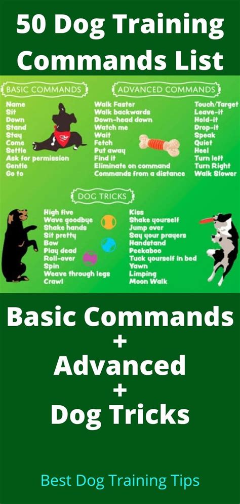 What Are Basic Dog Commands