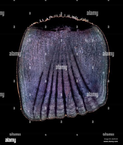 Ctenoid Scales - Fish Scale Wikipedia / History and etymology for ctenoid.