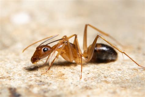 Ghost Ants Identification & Prevention Guide | 24H Pest Pros