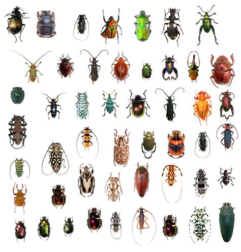 Garden Pests Nz Identification | Fasci Garden