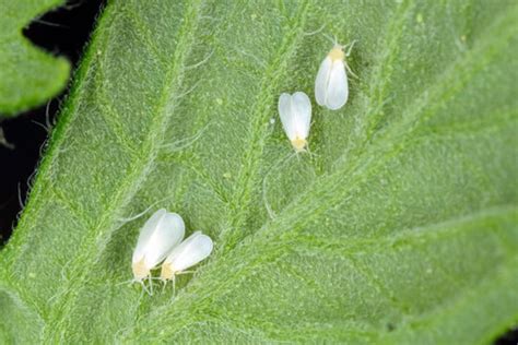 Beauveria bassiana: Biocontrol Agent Against Whitefly Infestations