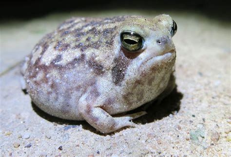 Breviceps adspersus - Alchetron, The Free Social Encyclopedia