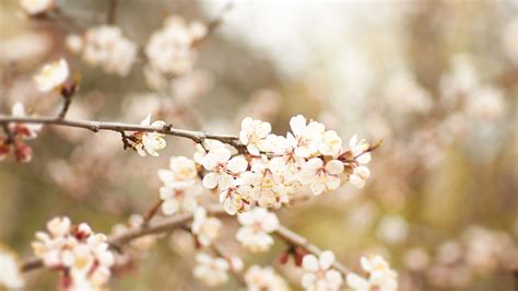 Apricot Blossom Nature wallpaper | 1920x1080 | #22480