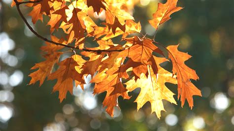 Autumn Oak Leaves Close Up Waving Oat Tree Stock Footage SBV-323907789 ...