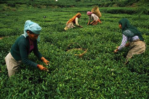 Top Places to Visit India Tea Plantations