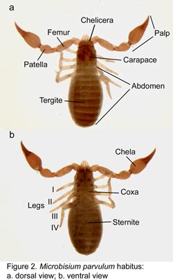 Photographic key to the Pseudoscorpions of Canada and the adjacent USA ...