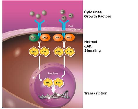 JAK INHIBITORS AND JAK2 MUTATION: WHAT’S THE CONNECTION? – MPN Research ...