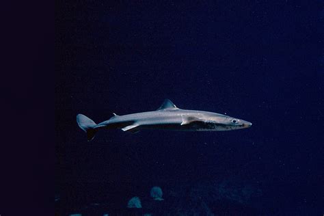 Pacific spiny dogfish | Animals | Monterey Bay Aquarium