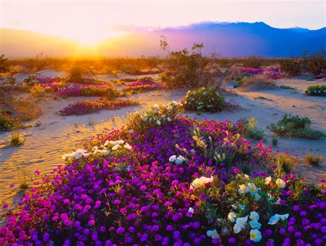 Desert Flowers Erupt in California 'Super Bloom' | Petal Talk