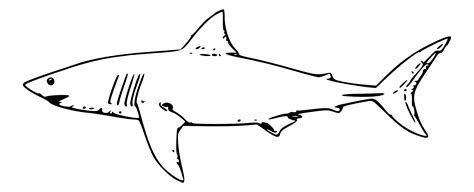 Free Shark Line Art, Download Free Shark Line Art png images, Free ...