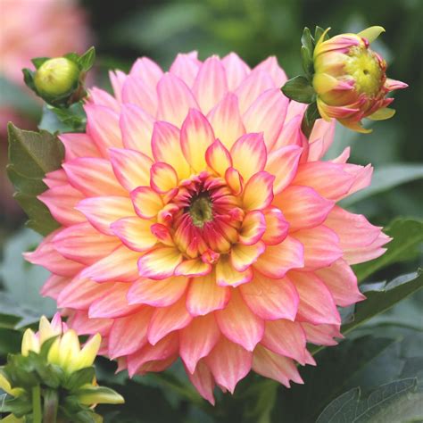 Dahlia Gallery Pablo - Longfield Gardens | Planting bulbs, Bulb flowers ...