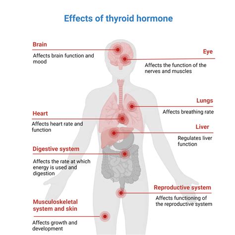 Thyroid gland | Glands