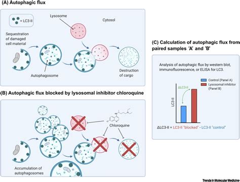 Human autophagy measurement: an underappreciated barrier to translation ...