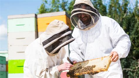 Some good news for bees: EPA bans 12 bee-killing pesticides