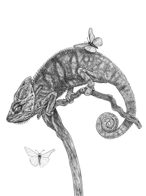 Chameleon Pencil Drawing