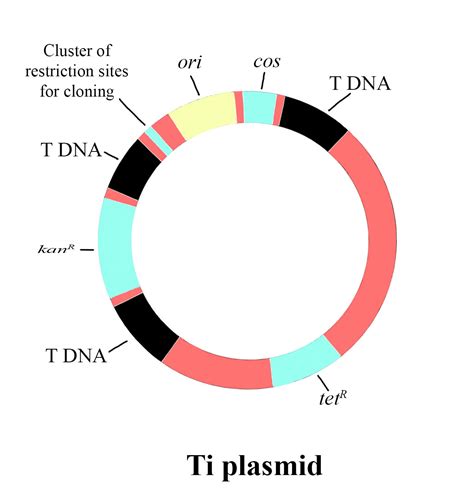 Plasmid Vector Diagram