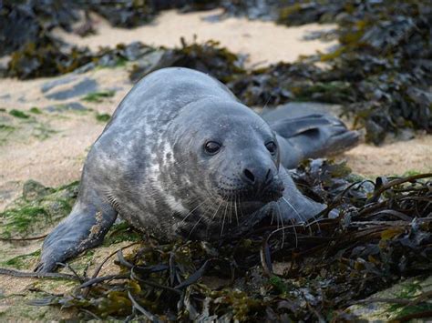 Halichoerus grypus - Atlantic grey seal - pups pre. rescue (Marine ...