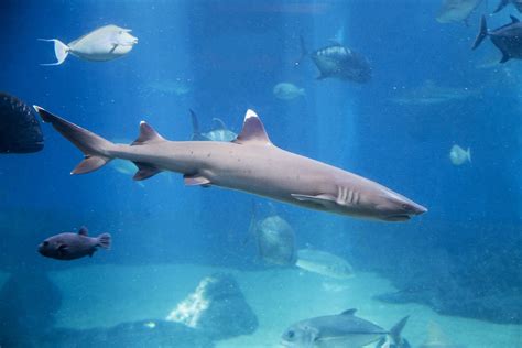 Whitetip Reef Shark | Hawaii Marine Life