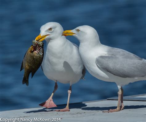 Photographing Herring Seagulls “Sharing” a Bluegill | Welcome to ...