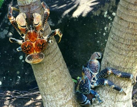 Australia's curious crabs - Australian Geographic in 2020 | Coconut ...