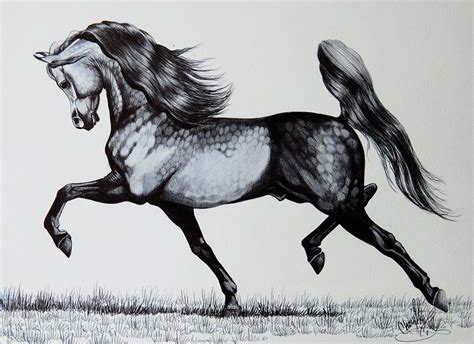 The Spirited Arabian Horse Drawing by Cheryl Poland