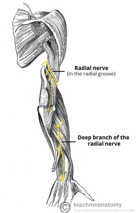 The Radial Nerve - Course - Motor - Sensory - TeachMeAnatomy