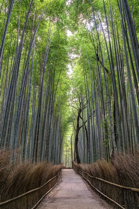 Arashiyama Bamboo Grove - Motorhome Vagabond