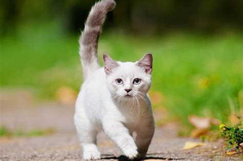 Top 10 Smallest Cat Breeds In the World - Depth World