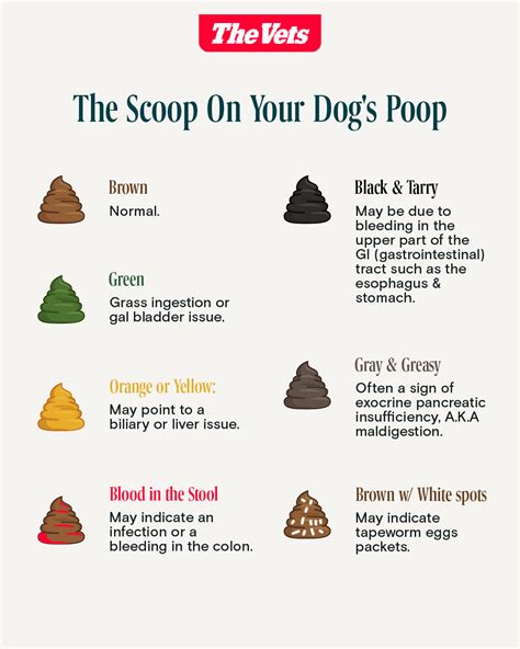 Dog Pooping Blood: Causes and Treatment