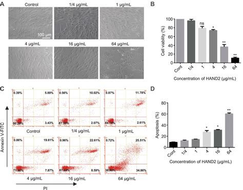 Cytotoxicity of protein nanoparticles in working concentration. (A ...