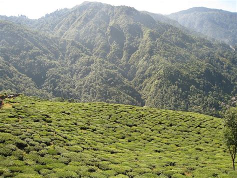 History of Tea Plantation Industry in the Darjeeling hills