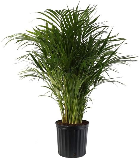 Areca Palm Plant | Best Indoor Plants That Help You Sleep | POPSUGAR ...