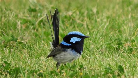 World birds on Twitter: "Elegant or Blue-hooded Euphonia (Euphonia ...