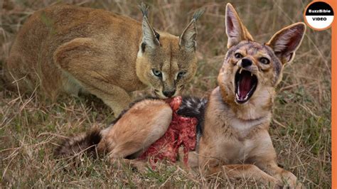 Jackals Are Vanquished By a Single Caracal - YouTube