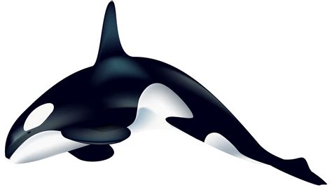 Orca clipart, Orca Transparent FREE for download on WebStockReview 2024