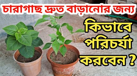 how to grow and care for baby plant - YouTube