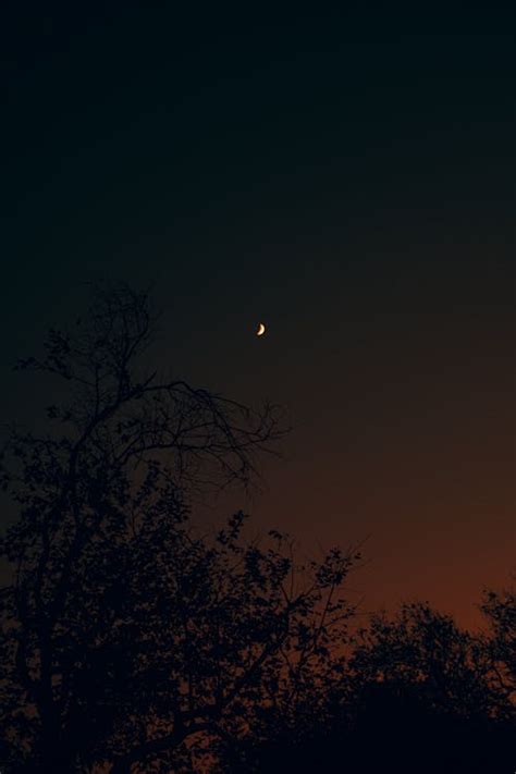 Silhouette of Tree During Night Time · Free Stock Photo